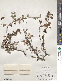 Cotoneaster horizontalis image