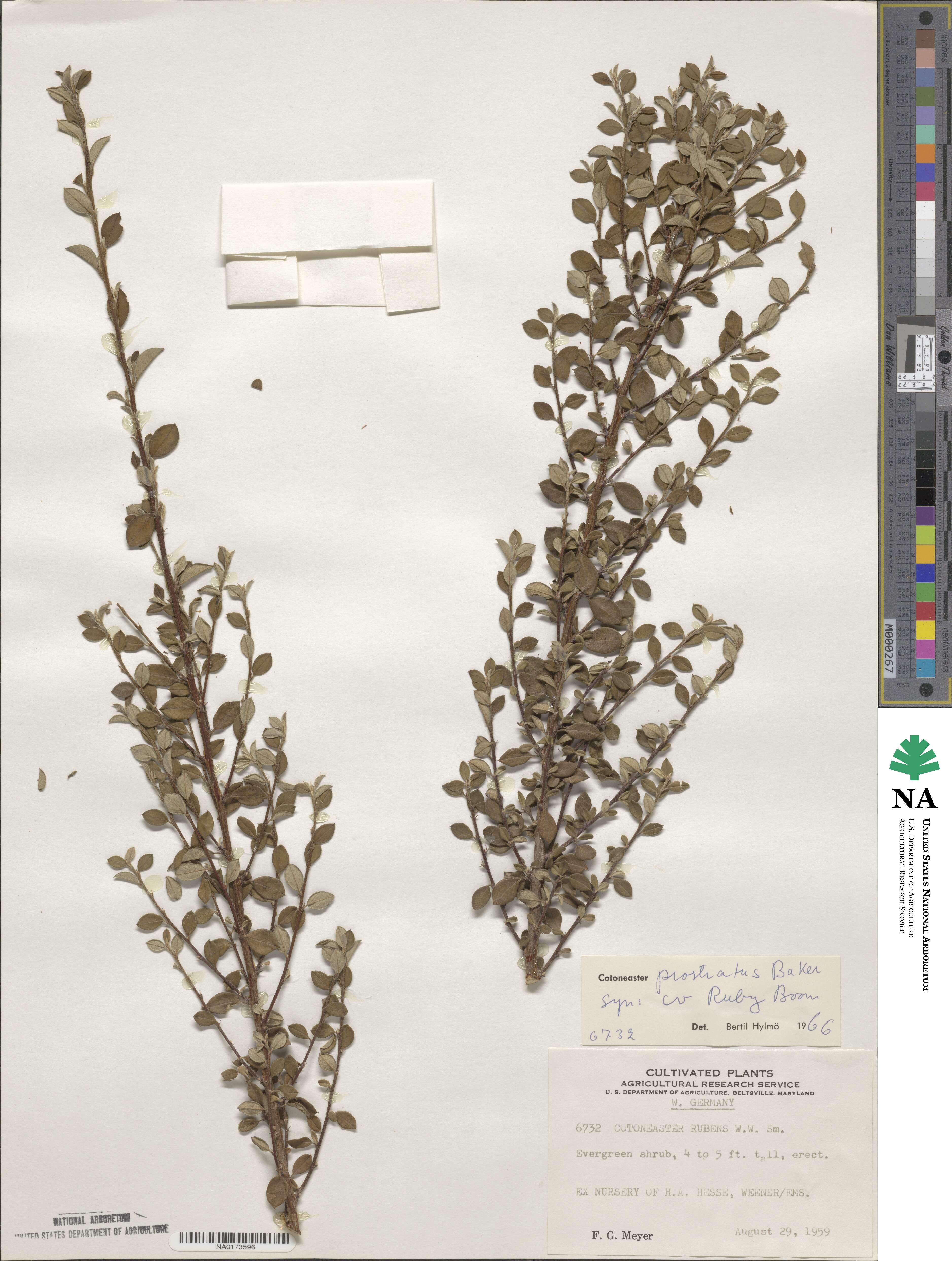 Cotoneaster prostratus image