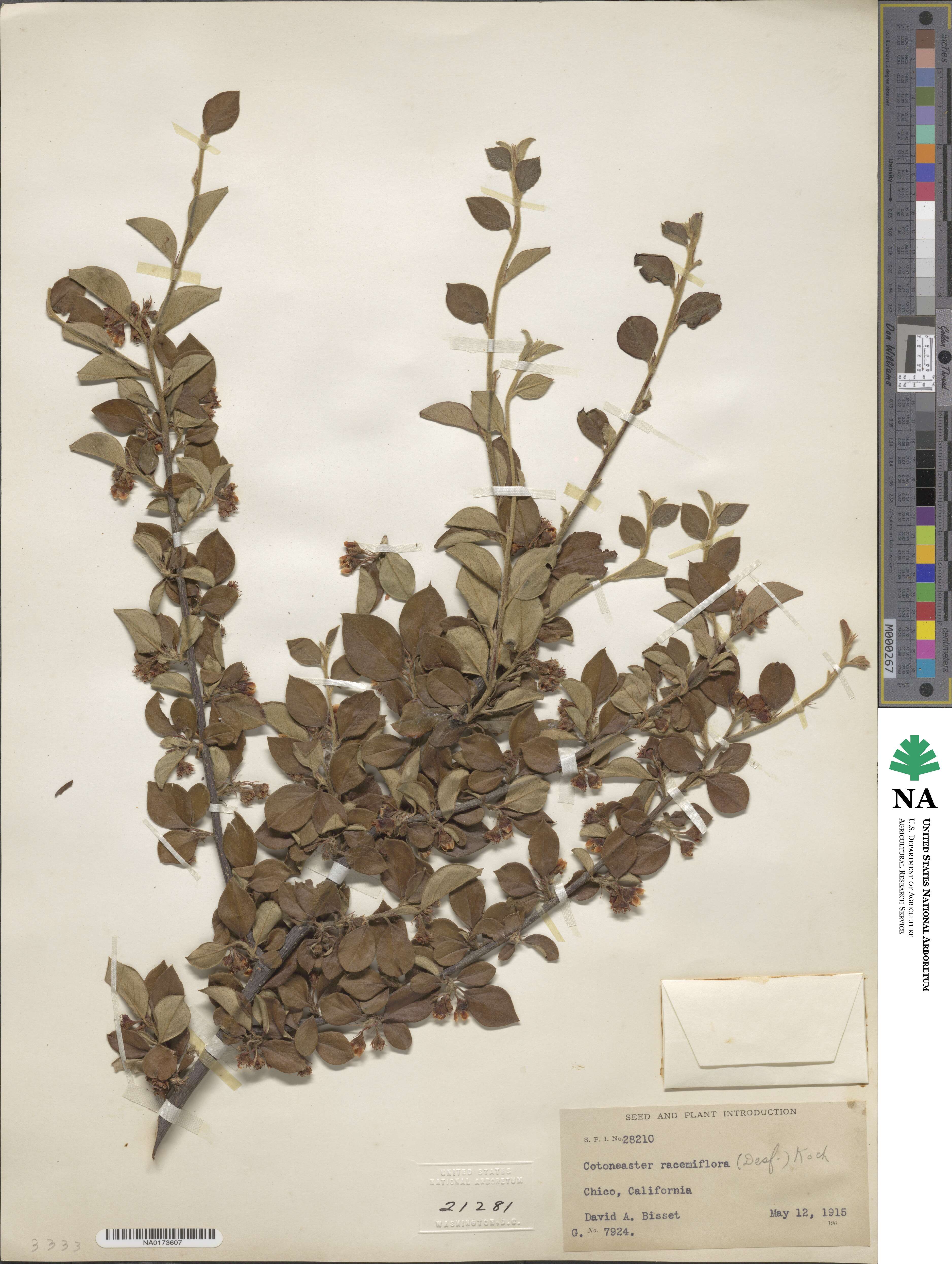 Cotoneaster racemiflorus image
