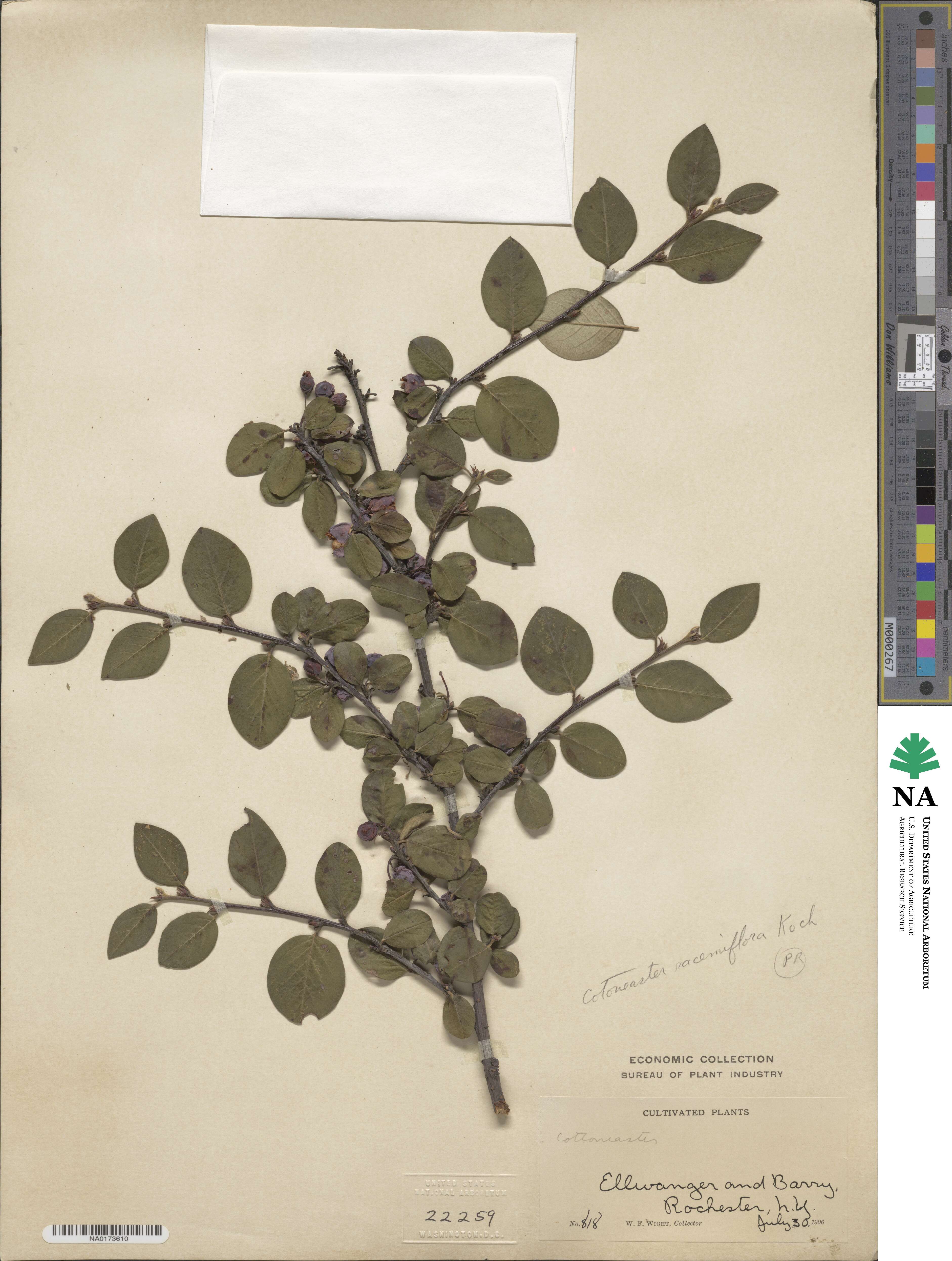 Cotoneaster racemiflorus image