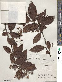 Cotoneaster bullatus image