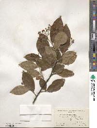 Cotoneaster bullatus image