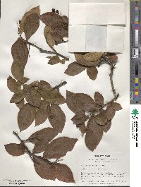 Cotoneaster bullatus image