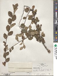 Cotoneaster roseus image