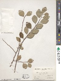 Cotoneaster roseus image