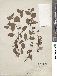 Cotoneaster roseus image