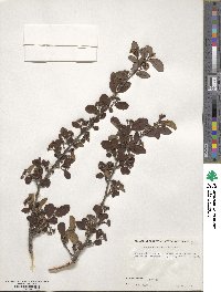 Cotoneaster roseus image