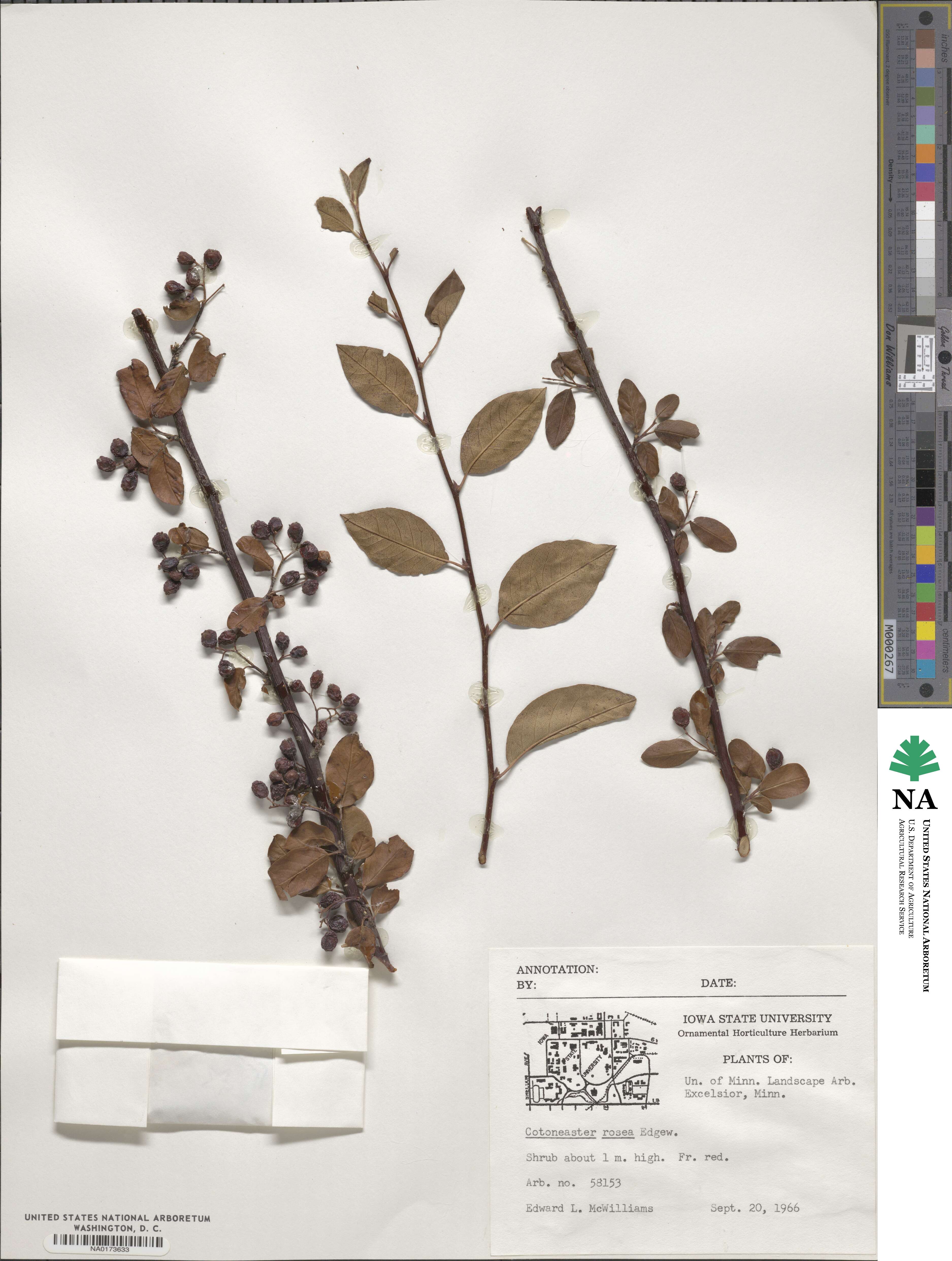 Cotoneaster roseus image