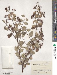 Cotoneaster roseus image