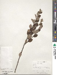 Cotoneaster roseus image