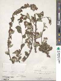 Cotoneaster roseus image