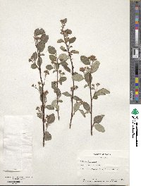 Cotoneaster roseus image