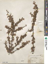 Cotoneaster rubens image