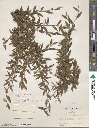 Cotoneaster salicifolius var. floccosus image