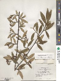 Cotoneaster salicifolius var. floccosus image