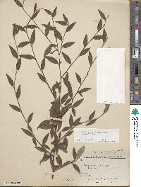 Cotoneaster salicifolius var. floccosus image