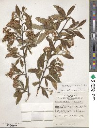 Cotoneaster salicifolius var. floccosus image