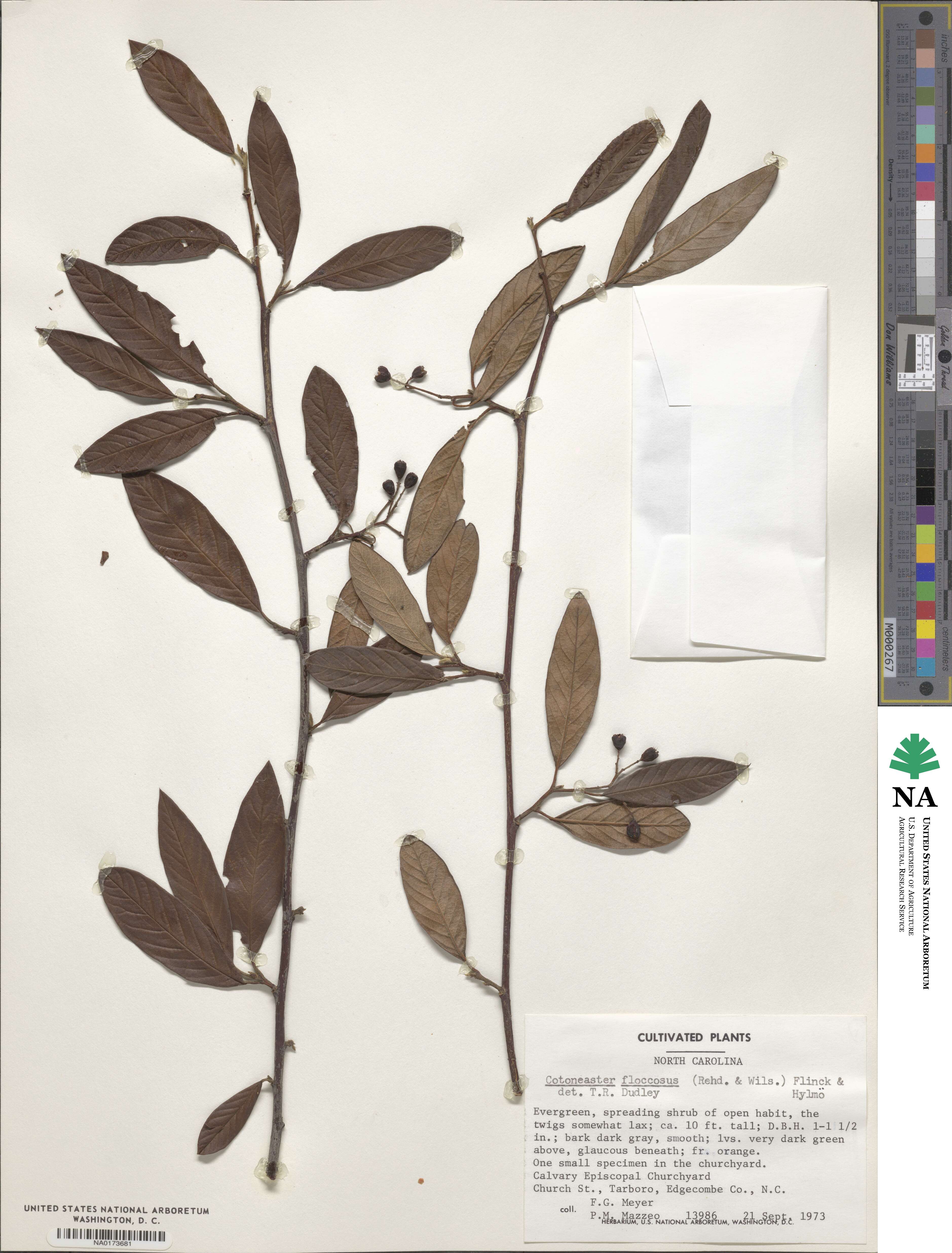 Cotoneaster salicifolius var. floccosus image