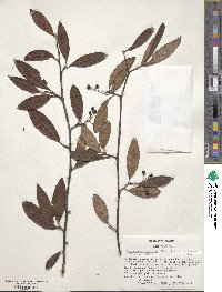 Cotoneaster salicifolius var. floccosus image