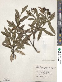 Cotoneaster salicifolius var. floccosus image