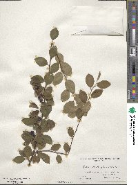 Cotoneaster silvestrii image