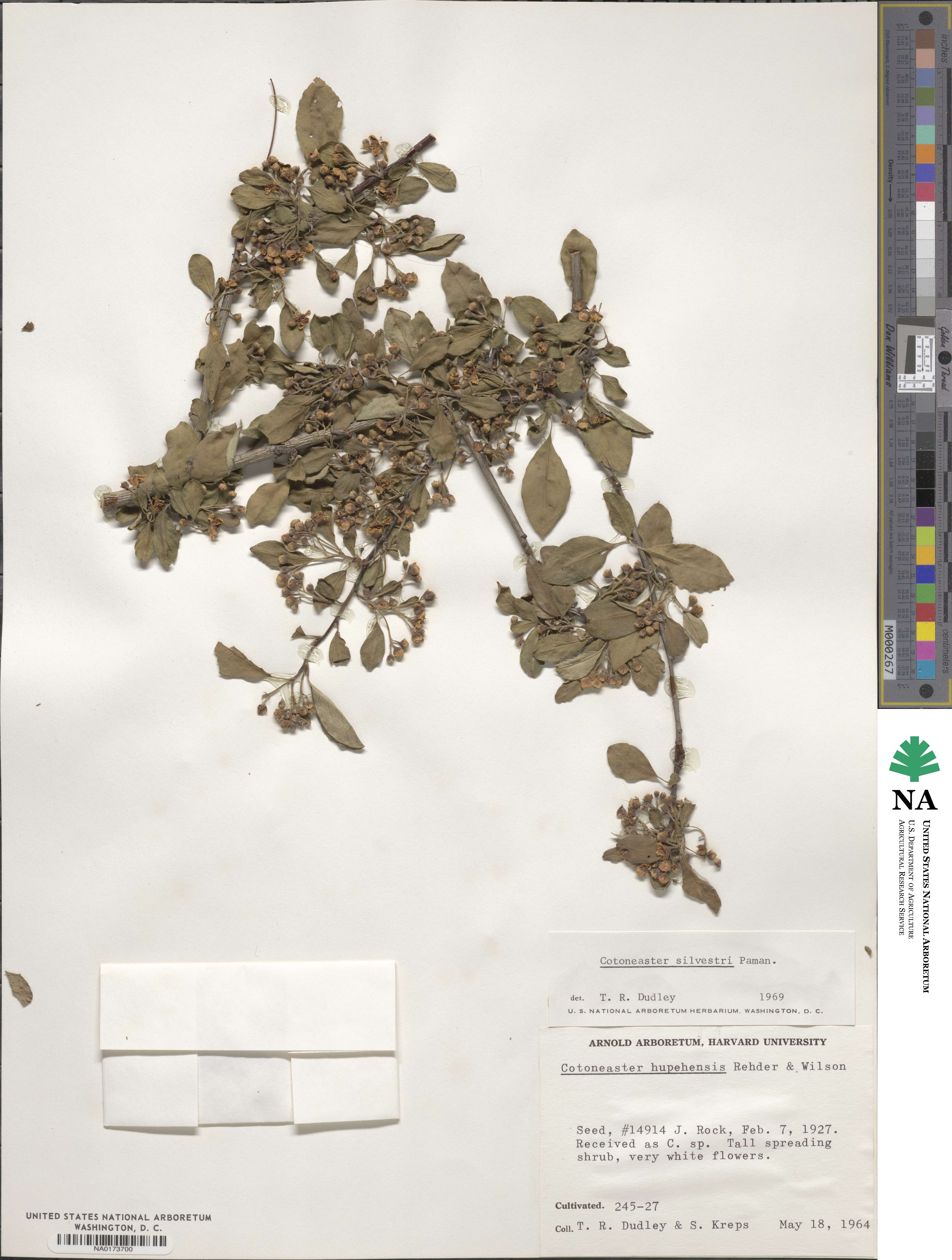 Cotoneaster silvestrii image