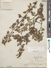 Cotoneaster silvestrii image