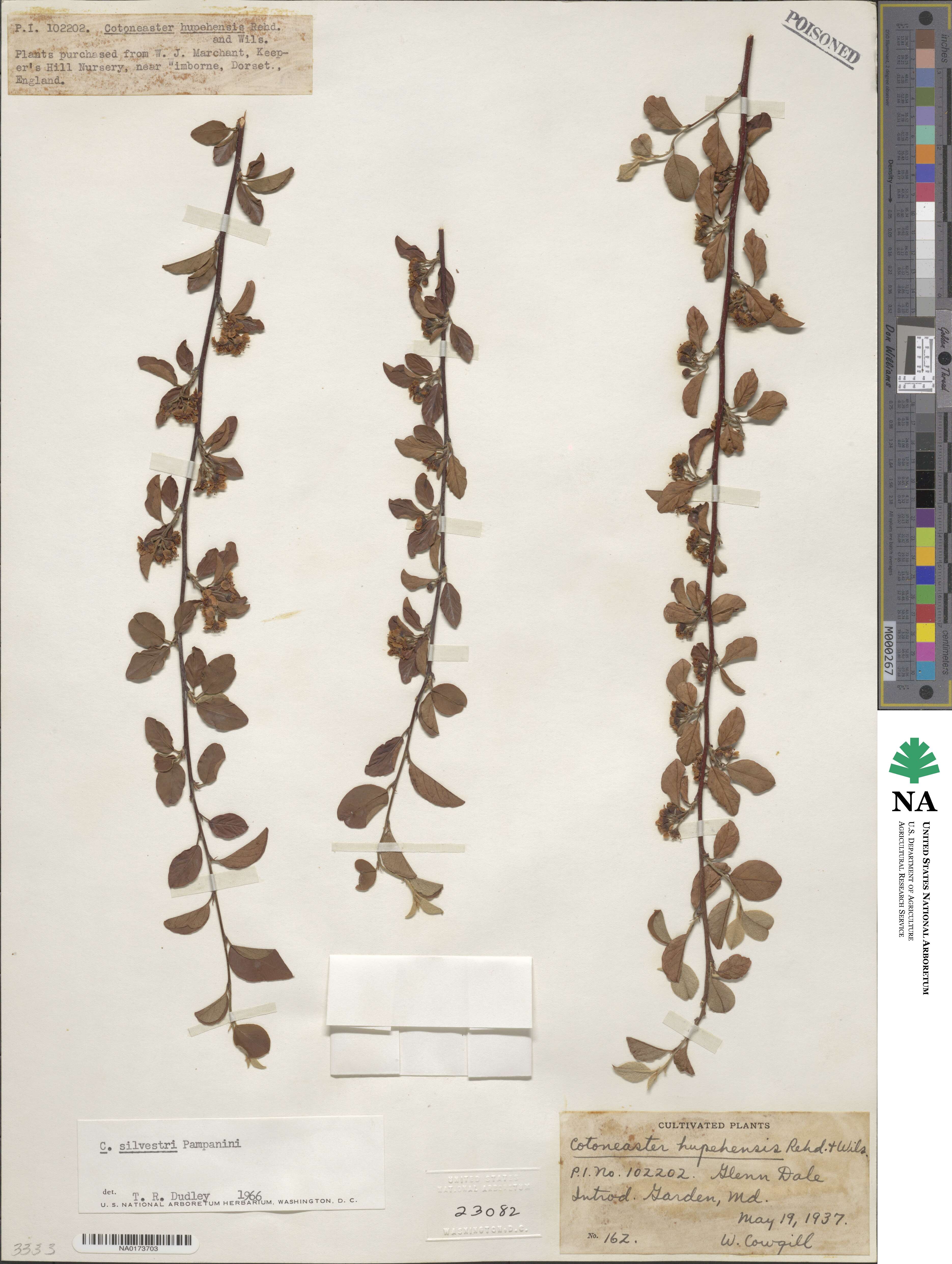 Cotoneaster silvestrii image