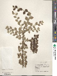 Cotoneaster dielsianus image