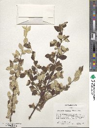 Cotoneaster dielsianus image