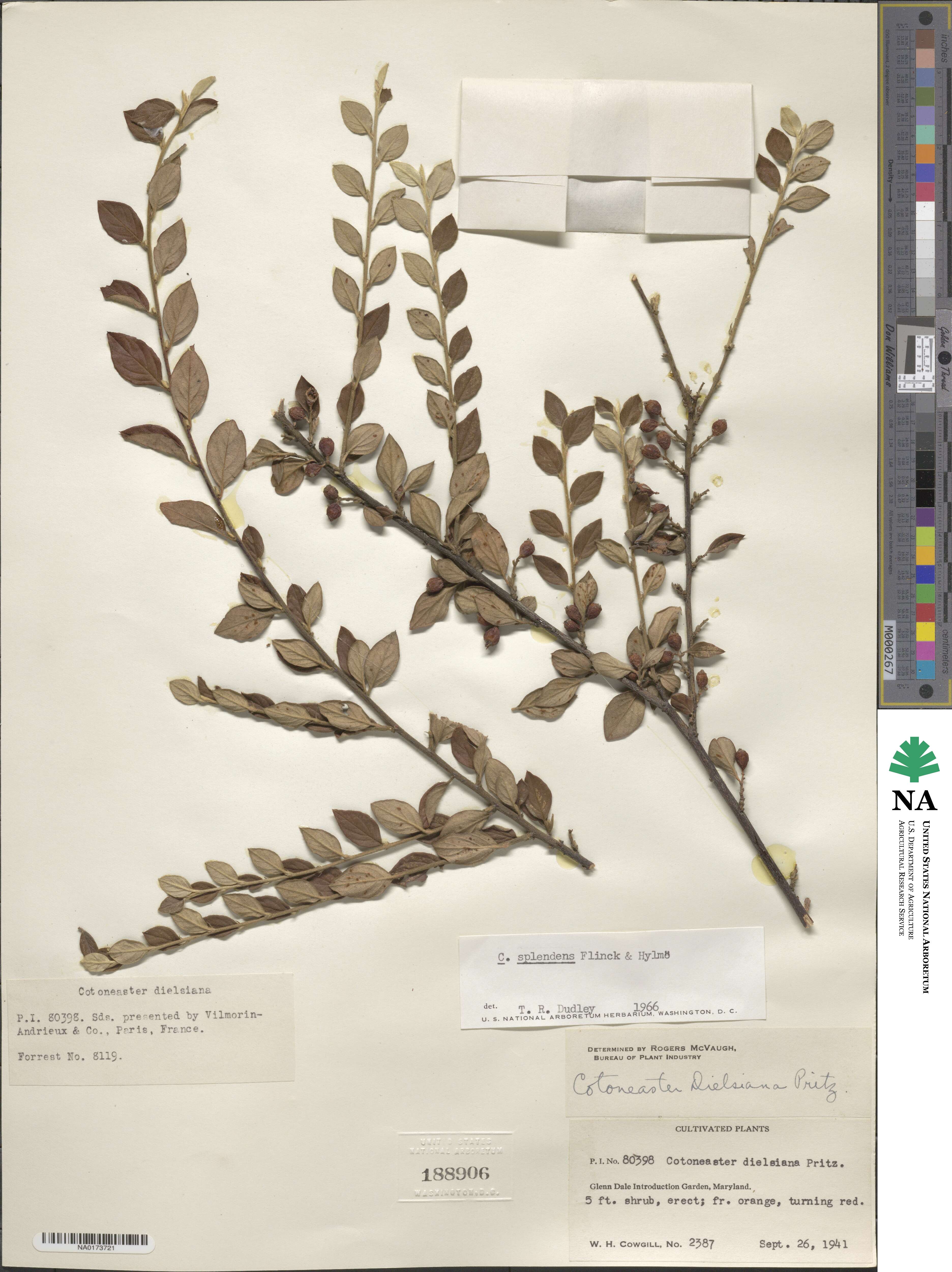 Cotoneaster dielsianus image