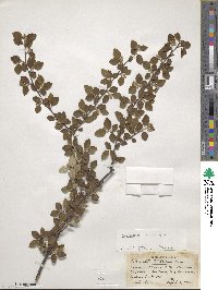 Cotoneaster dielsianus image