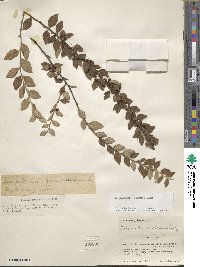 Cotoneaster dielsianus image