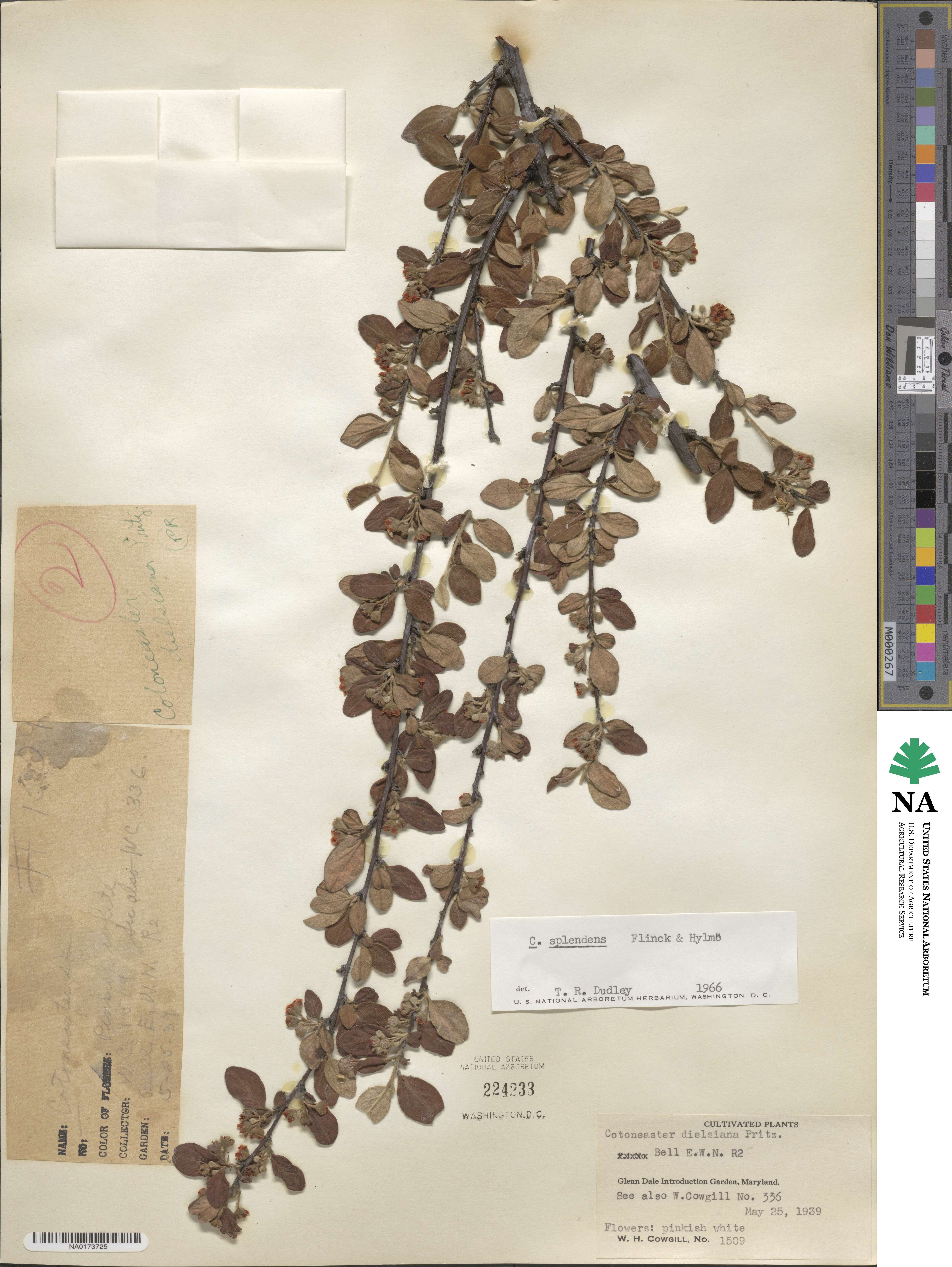 Cotoneaster dielsianus image