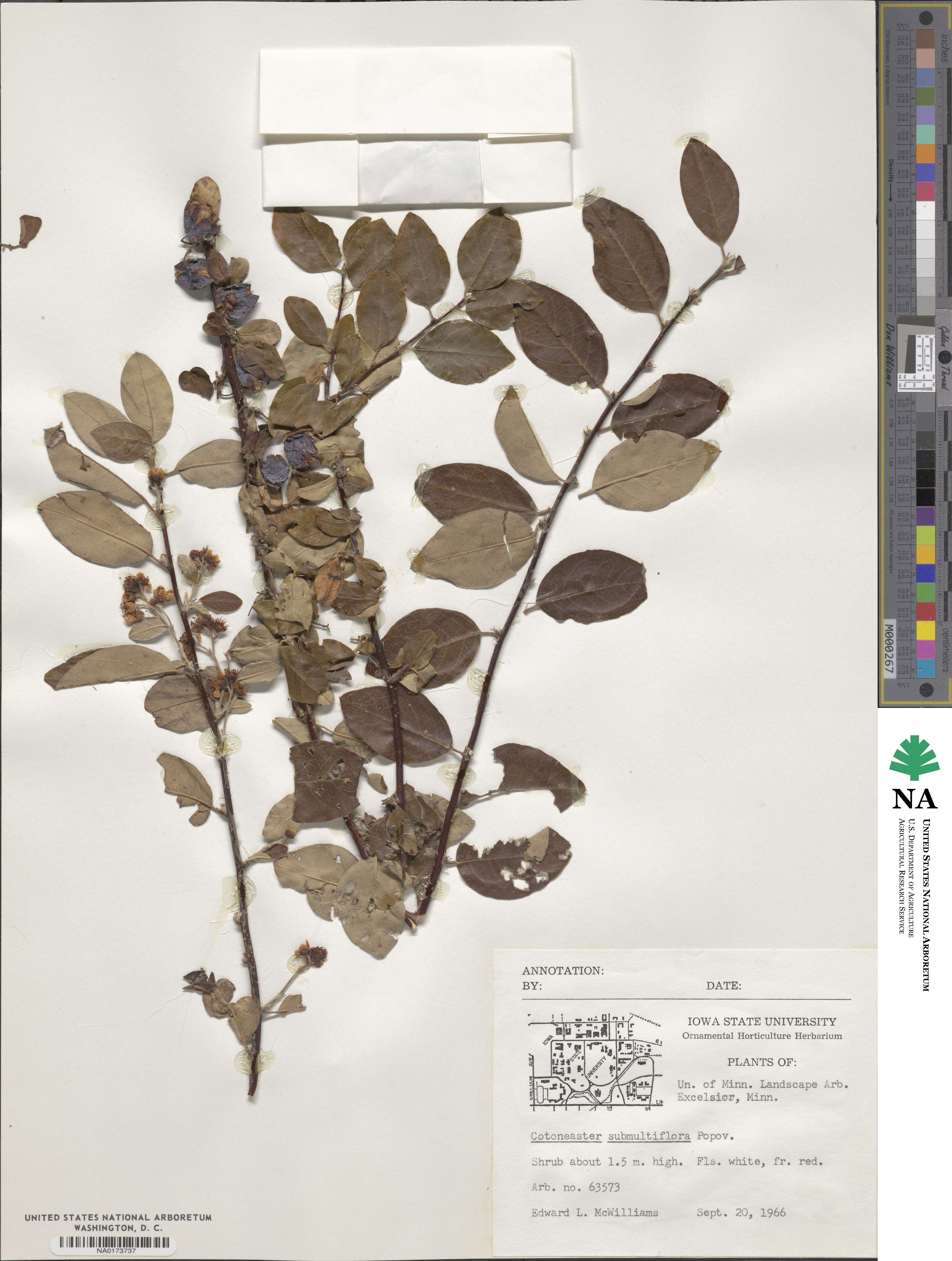 Cotoneaster submultiflorus image