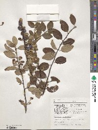 Cotoneaster submultiflorus image