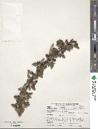 Cotoneaster tenuipes image