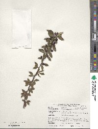 Cotoneaster tenuipes image