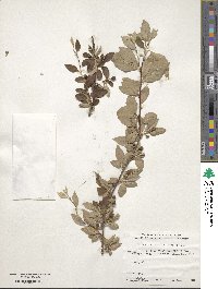 Cotoneaster tenuipes image