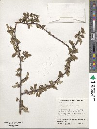 Cotoneaster tenuipes image