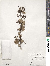 Cotoneaster tenuipes image