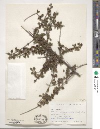 Cotoneaster tenuipes image