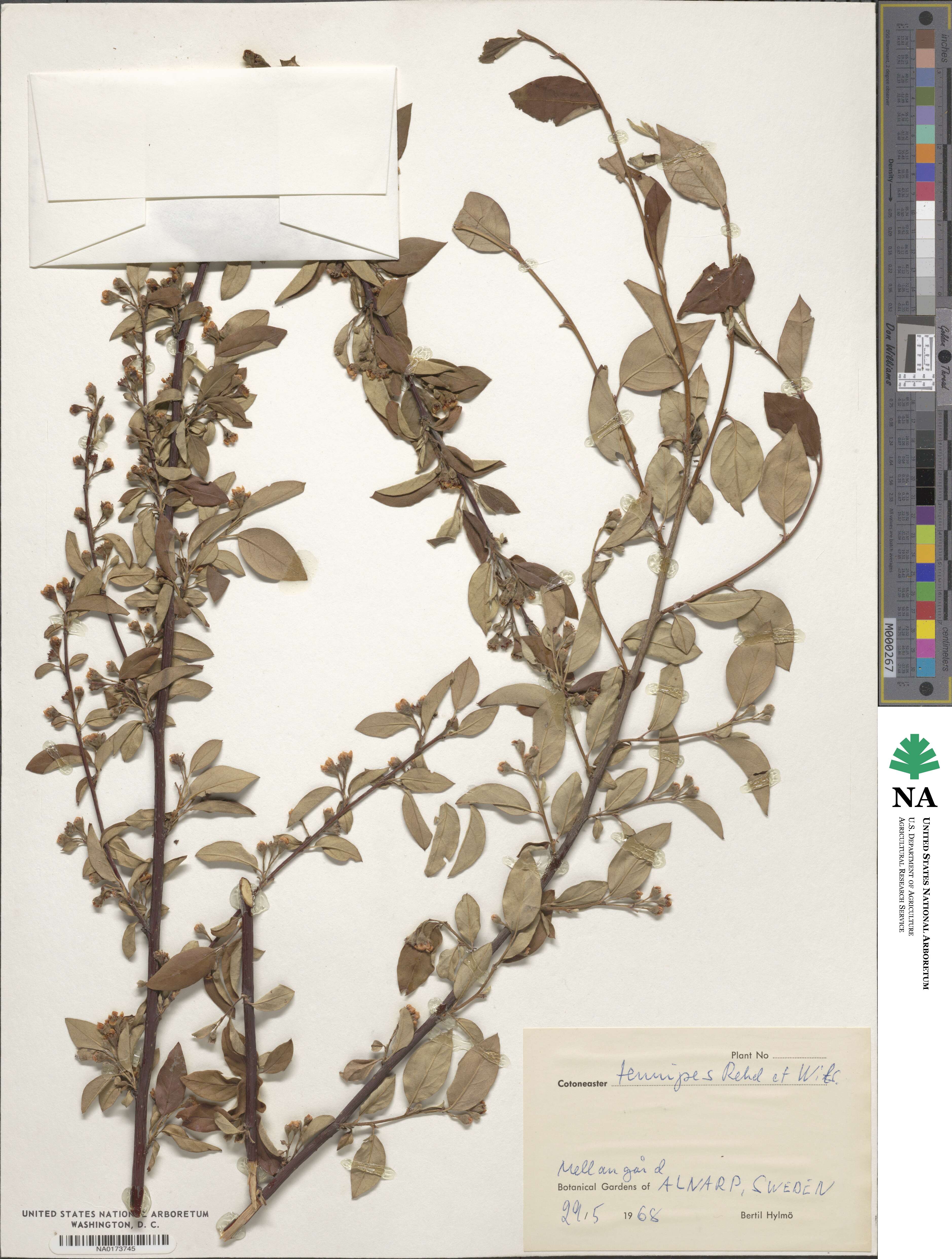 Cotoneaster tenuipes image