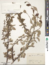 Cotoneaster tenuipes image