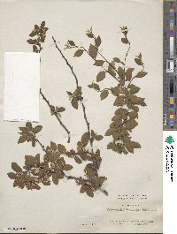 Cotoneaster tenuipes image