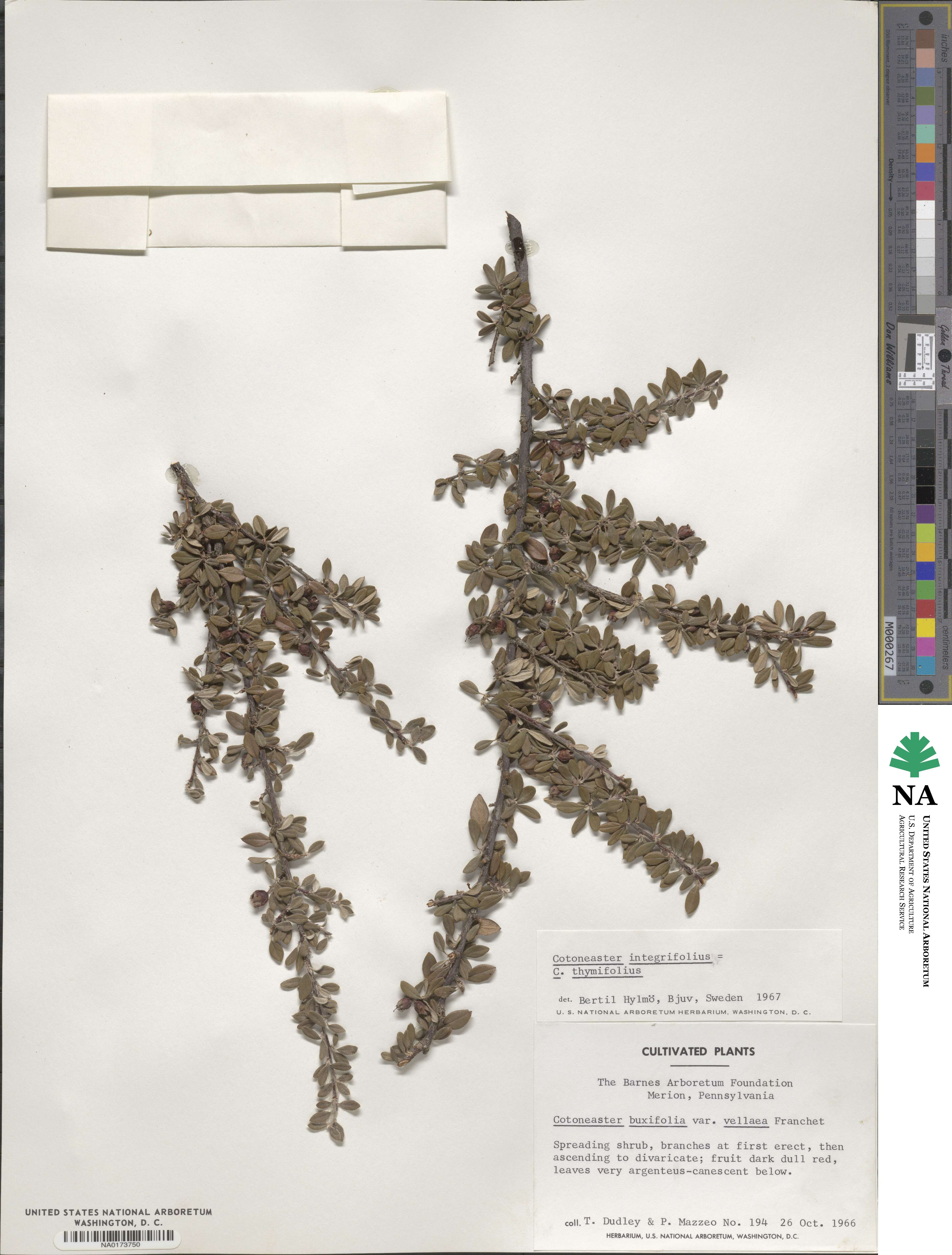 Cotoneaster thymifolius image