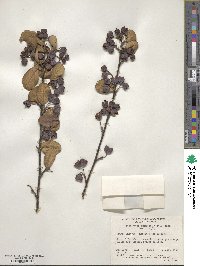 Cotoneaster tomentosus image