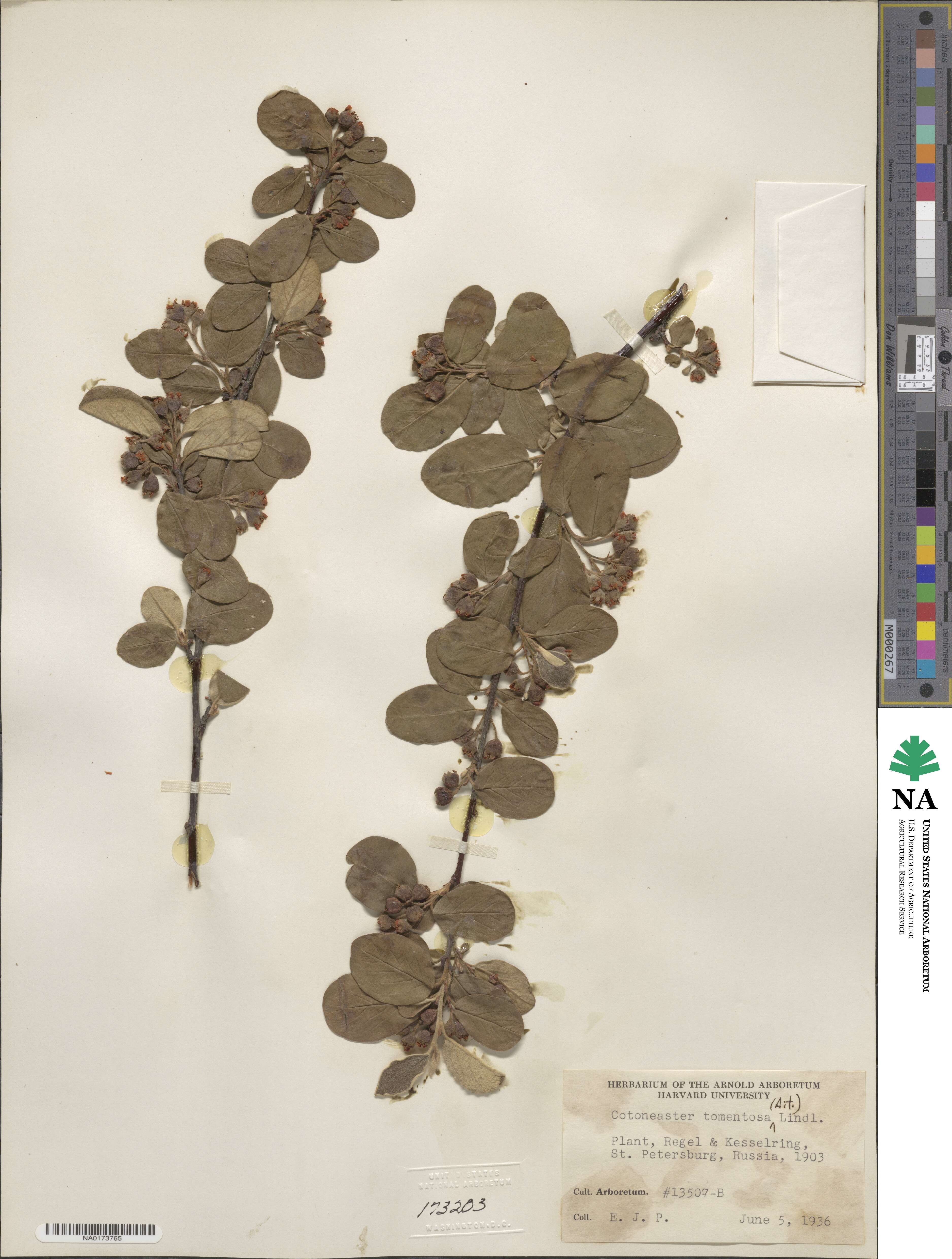 Cotoneaster tomentosus image