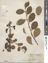 Cotoneaster tomentosus image