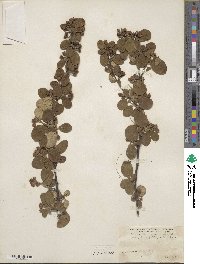 Cotoneaster tomentosus image